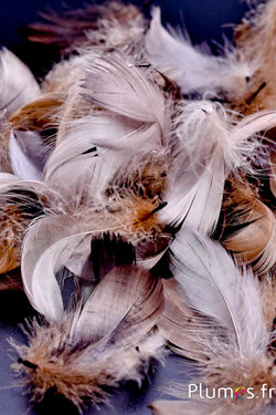 Oca - 08–12 cm - terra  